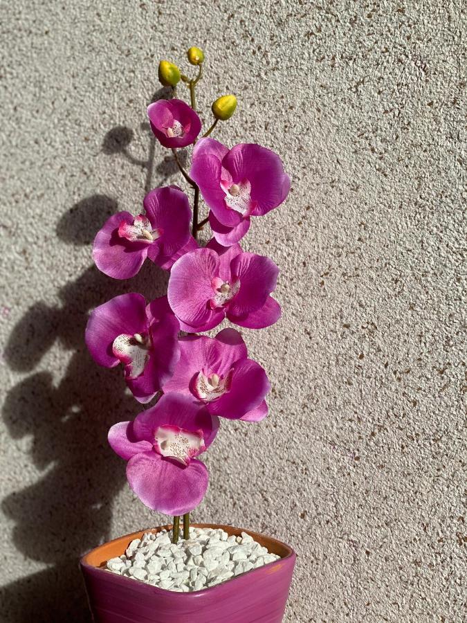 Apartment Orchid 021 Novi Sad Exterior photo
